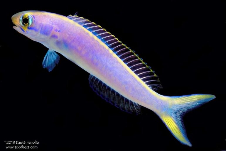 Fish That Can Change Color