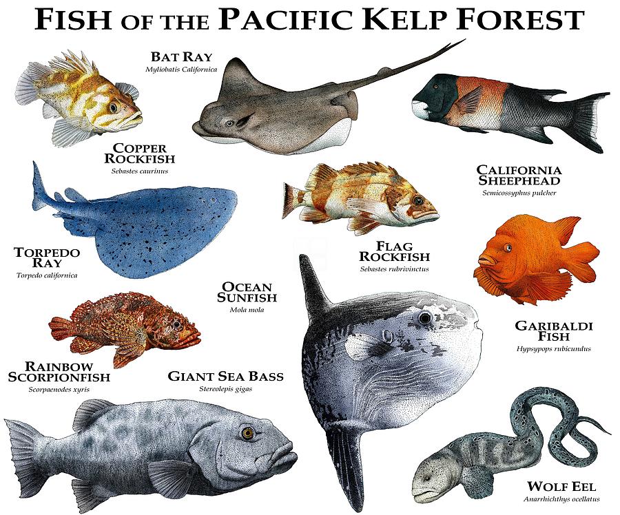 Fish That Live In Kelp Forests