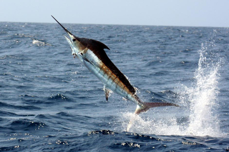 Fishing For Marlin