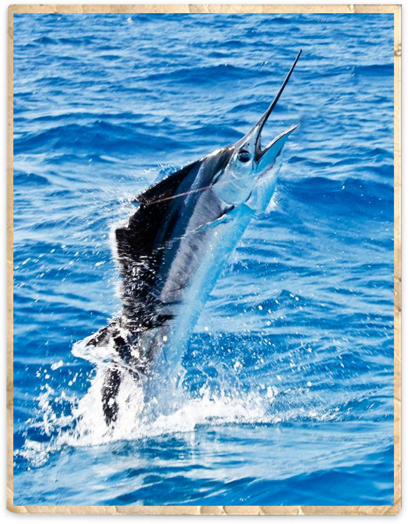 Fishing For Sailfish