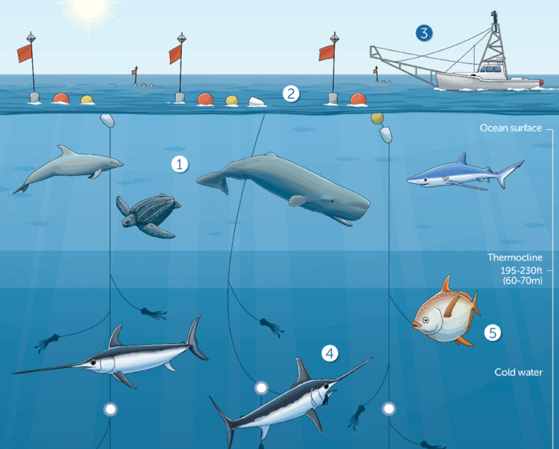 Fishing Gear For Saltwater Fish