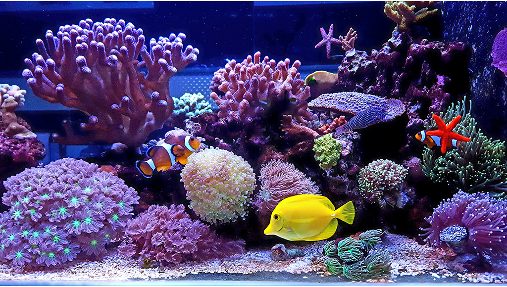 Marine Fish Aquariums