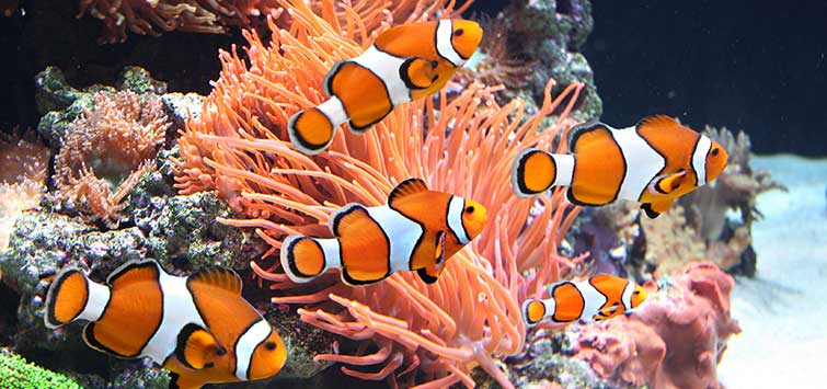 Tropical Fish Tank Care