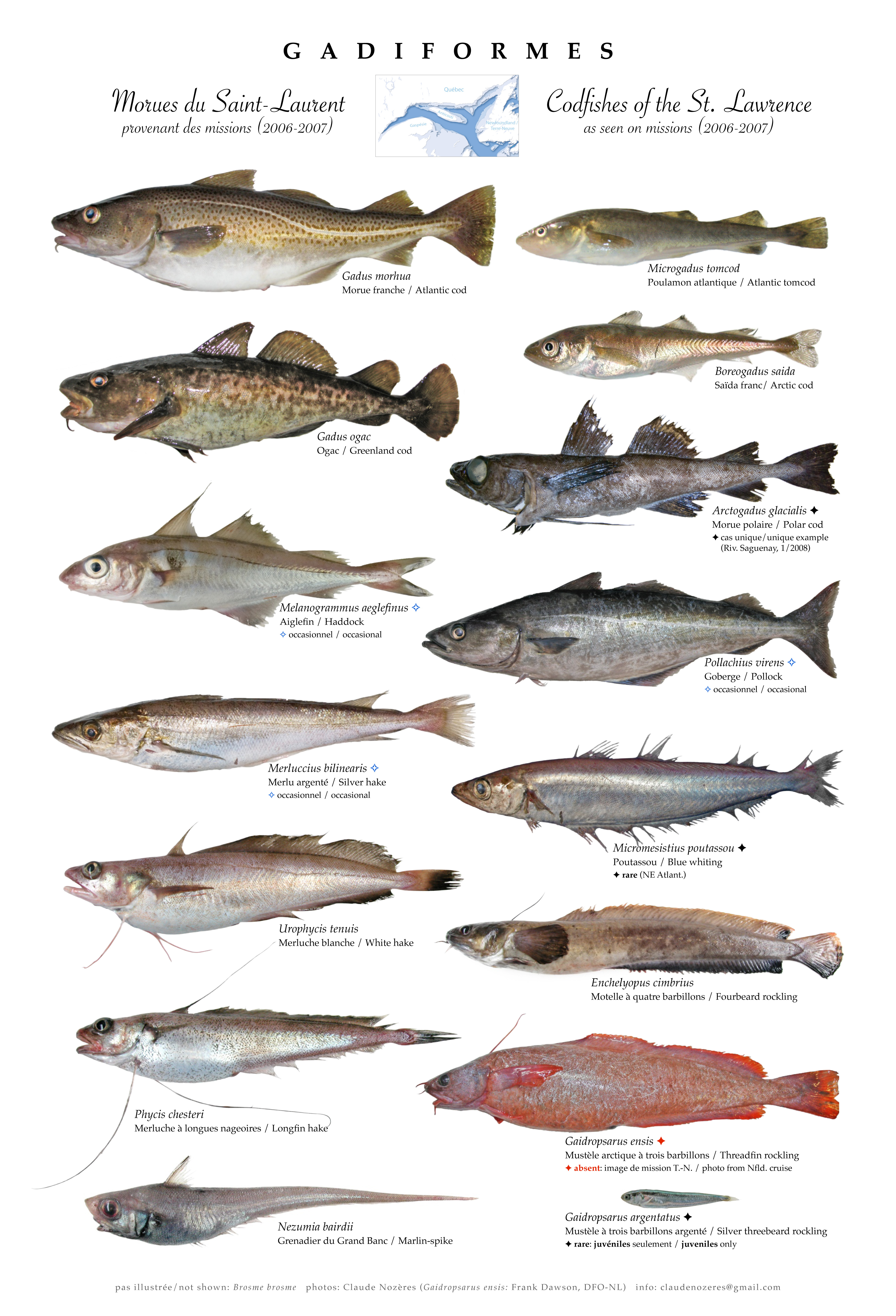 Types Of Cod