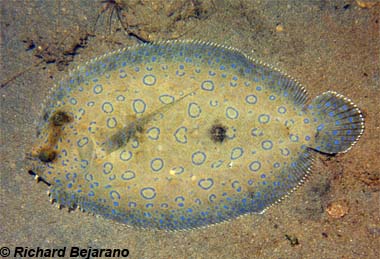 Types Of Flounder