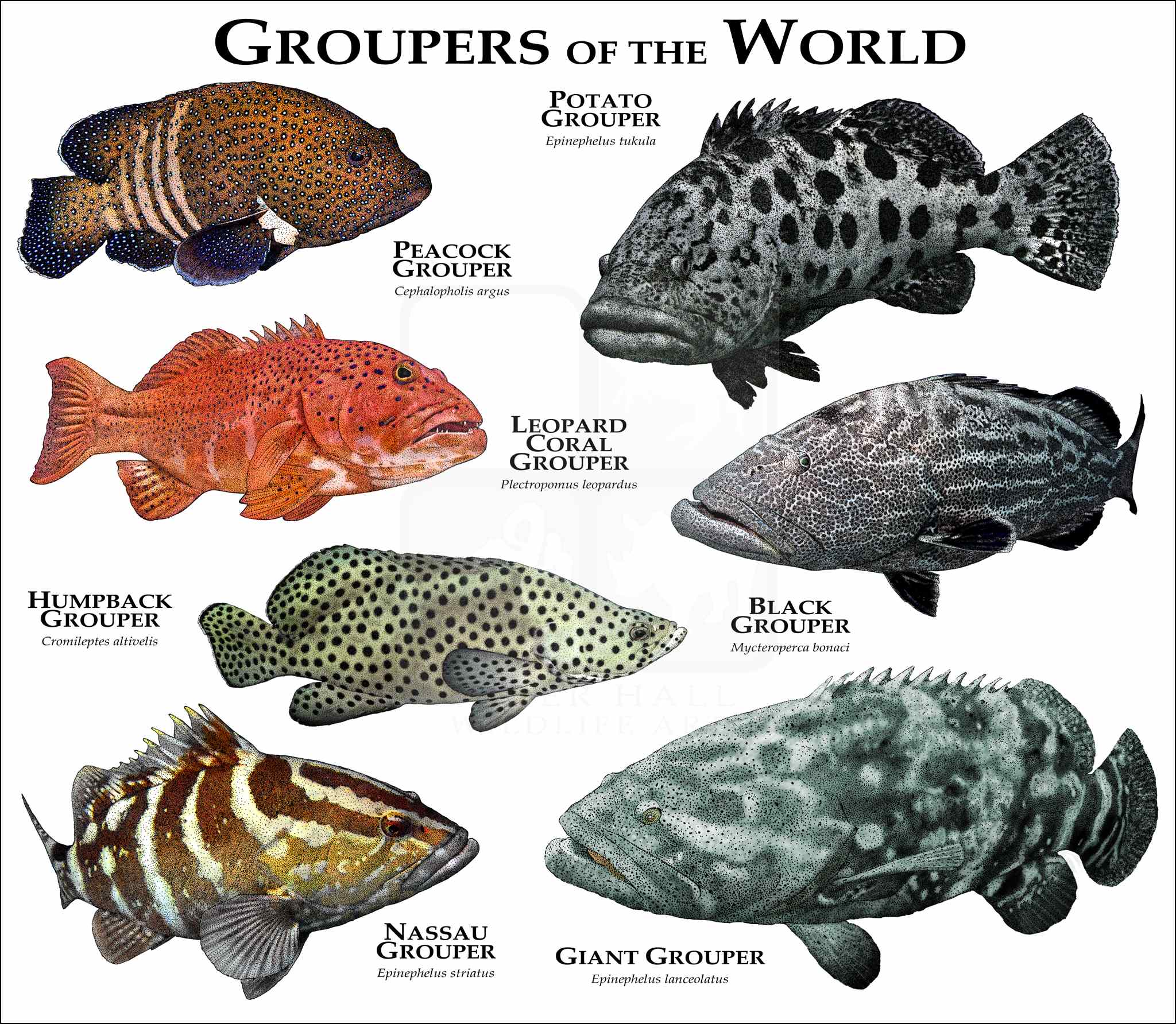 Types Of Groupers
