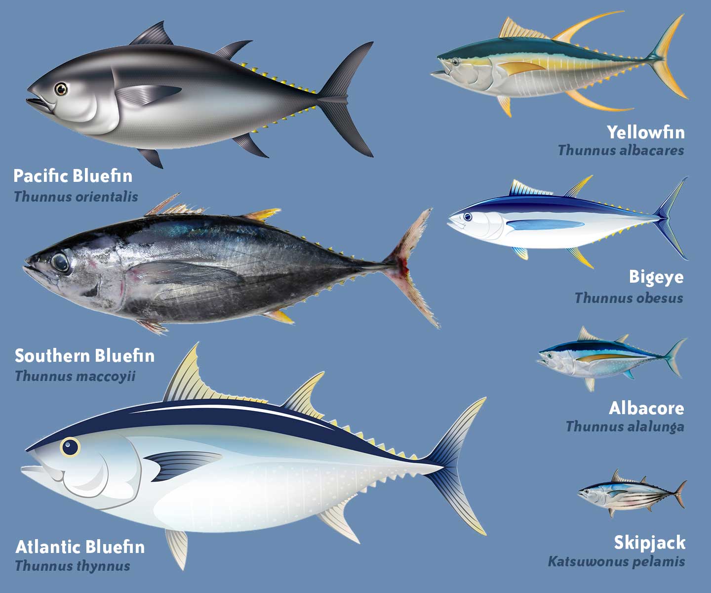 Types Of Tuna