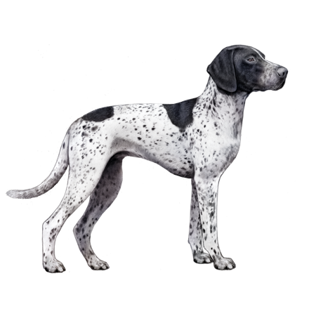Auvergne Pointer