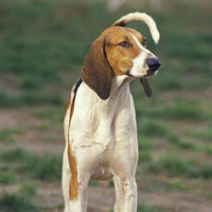 French Tricolour Hound