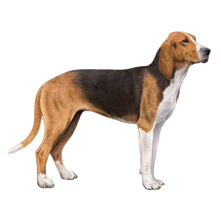 Great Anglo French Tricolour Hound