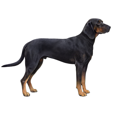 Polish Hound