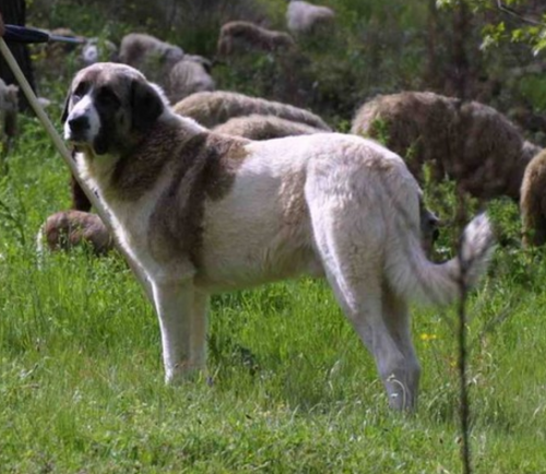 Transmontano Mastiff