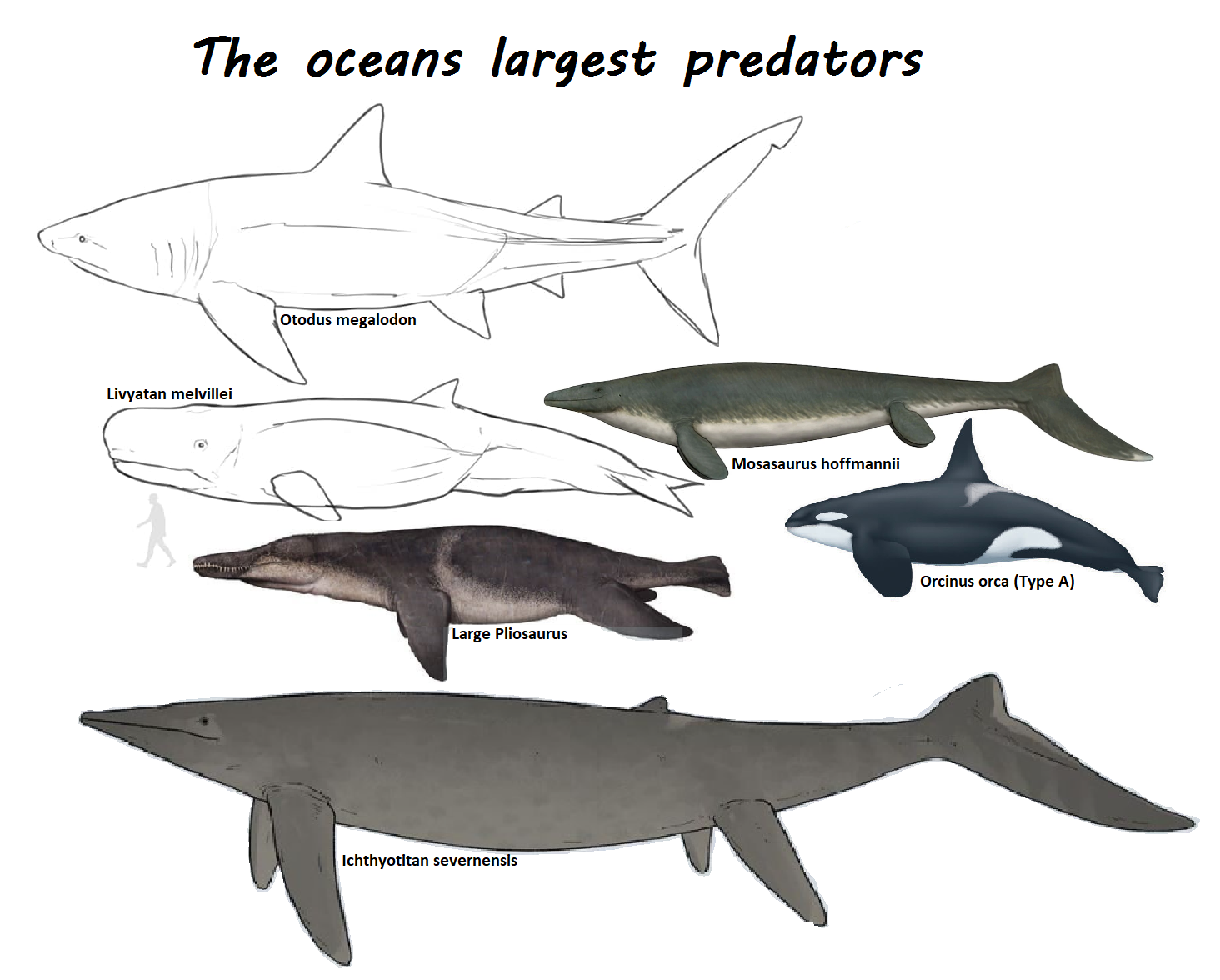 Biggest Predator In Ocean