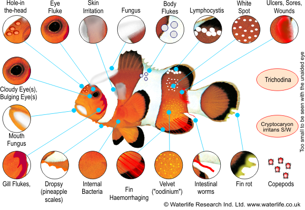 Marine Fish Diseases