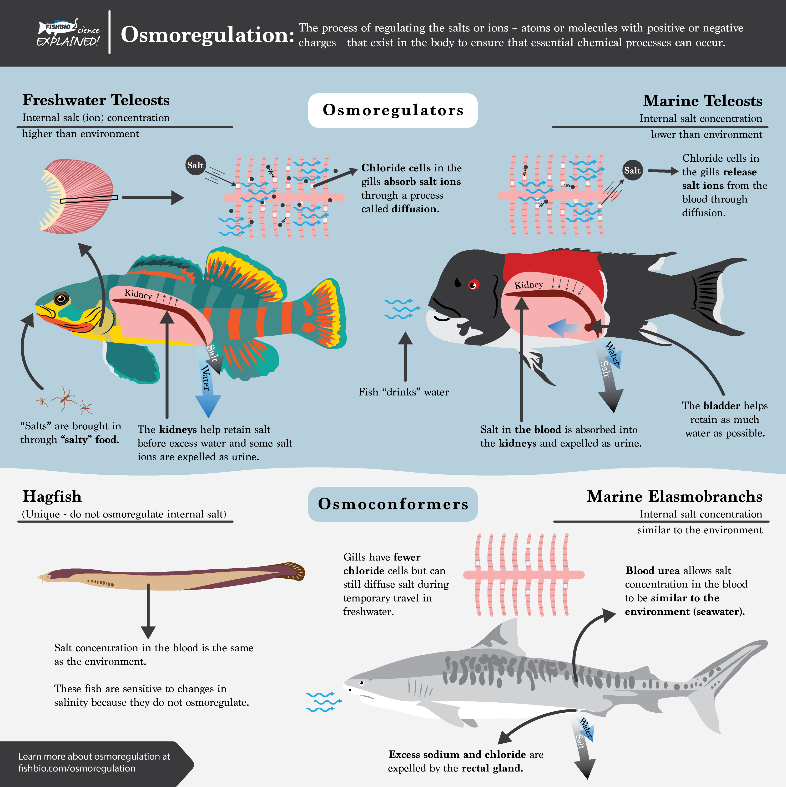 Saltwater Fish Feeding Habits