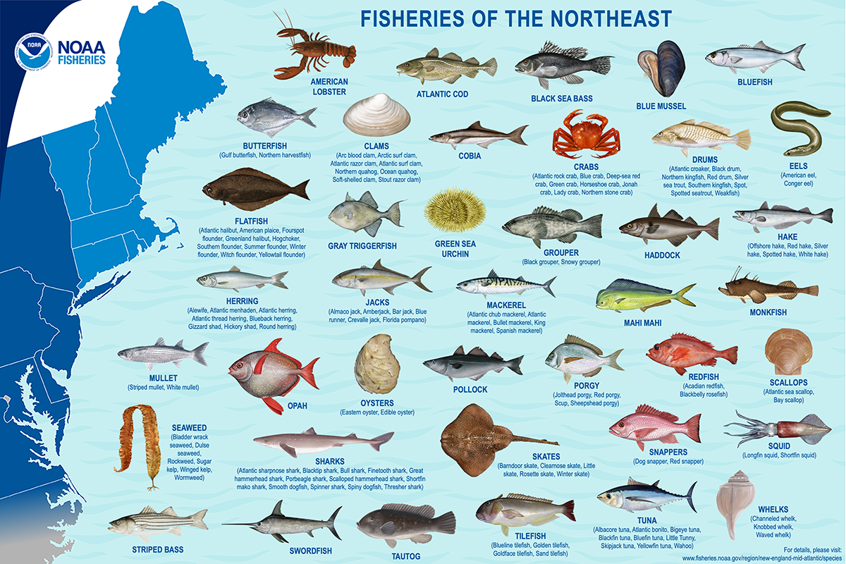 Types Of Ocean Fish
