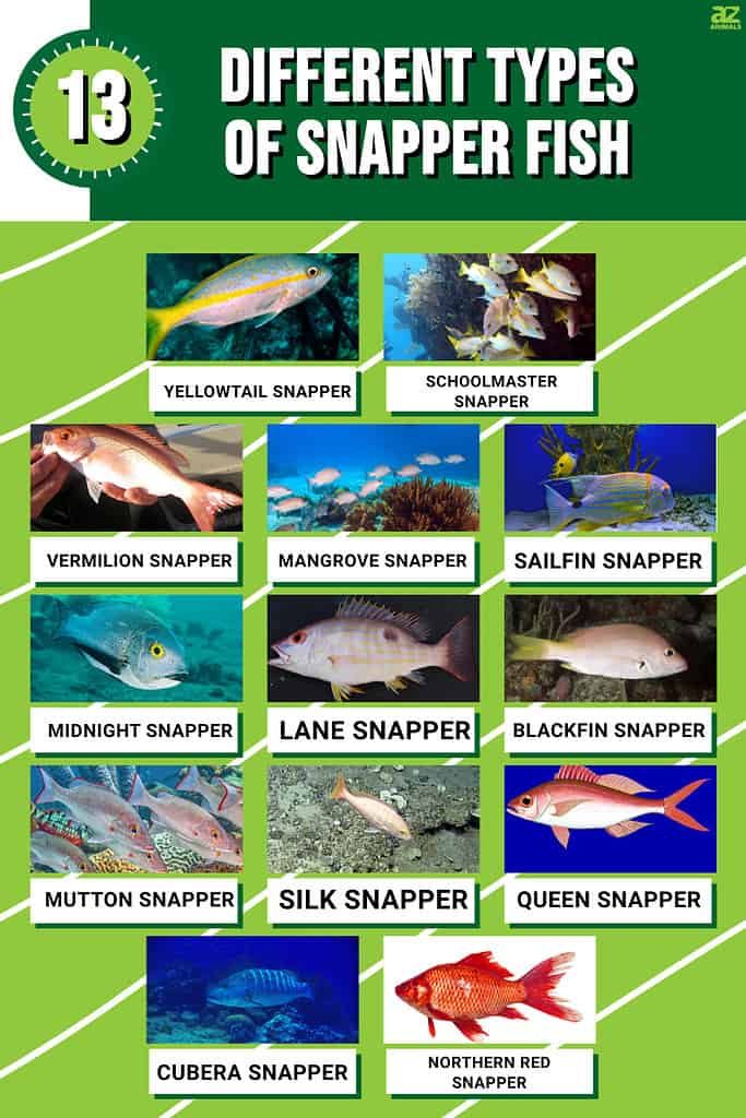 Types Of Snappers