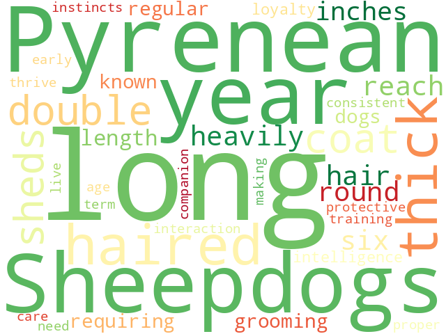 Word Cloud for long_haired_pyrenean_sheepdog