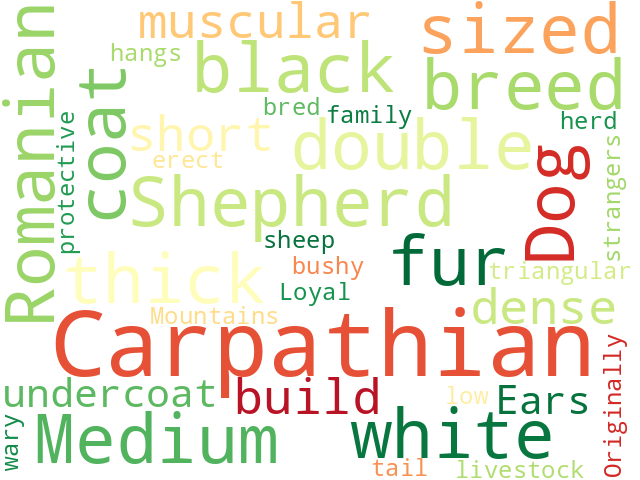 Word Cloud for romanian_carpathian_shepherd_dog