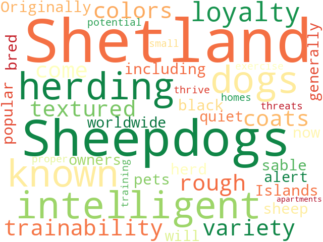 Word Cloud for shetland_sheepdog