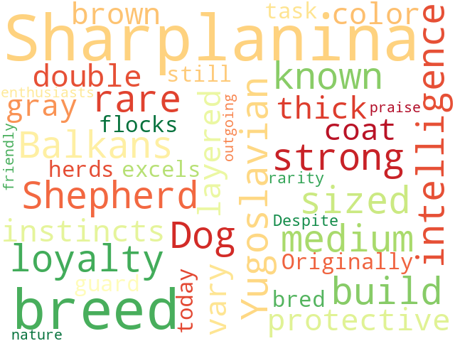 Word Cloud for yugoslavian_shepherd_dog_sharplanina