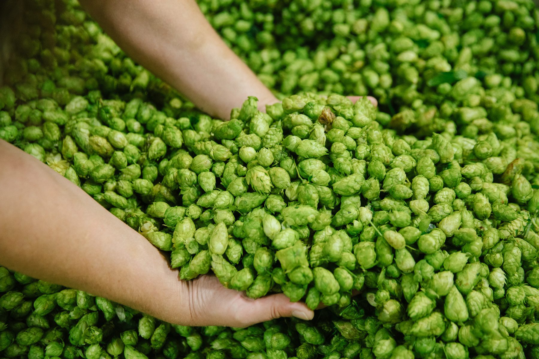Hops