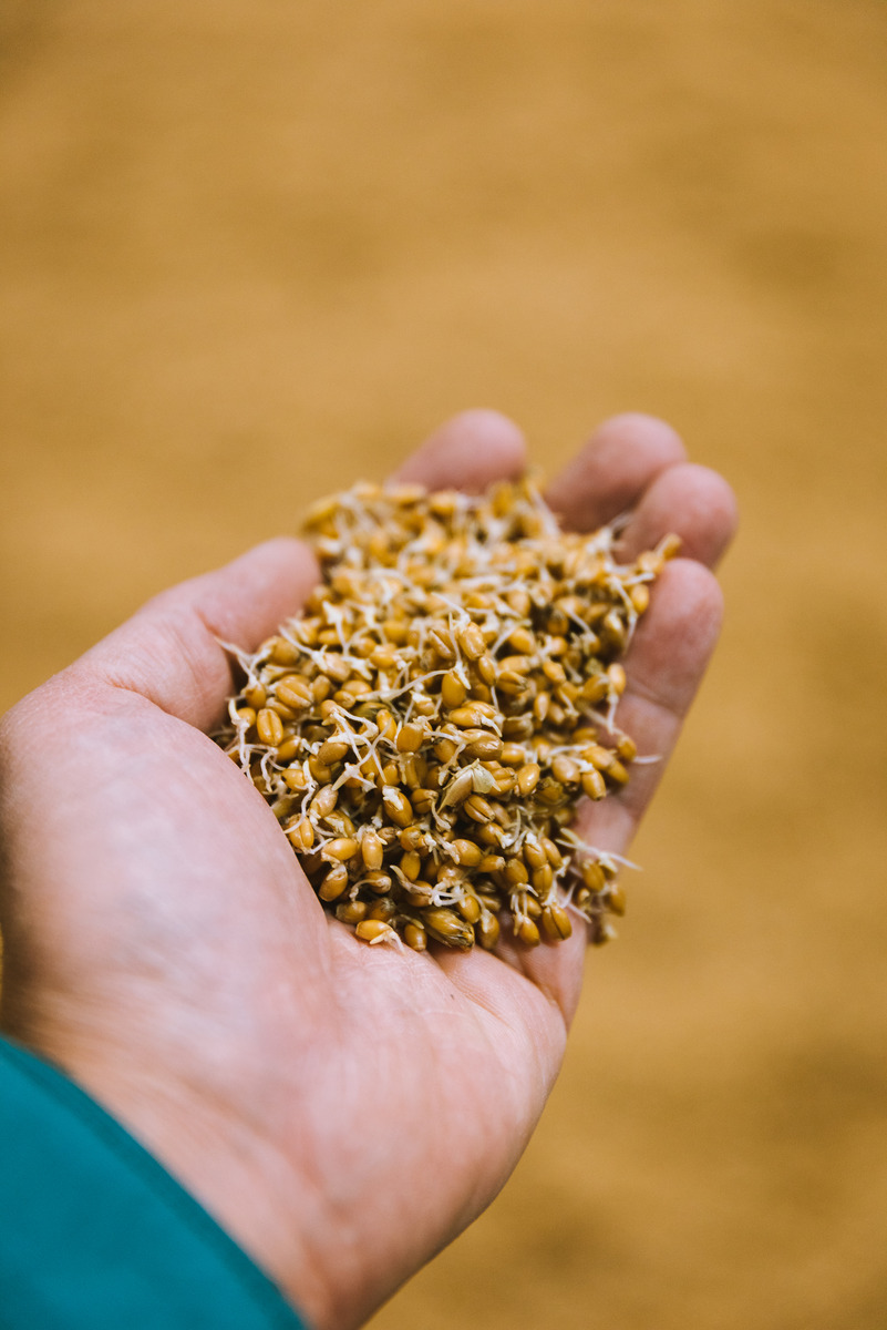 Malt