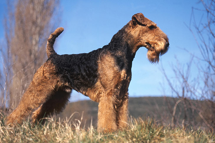 Airedale