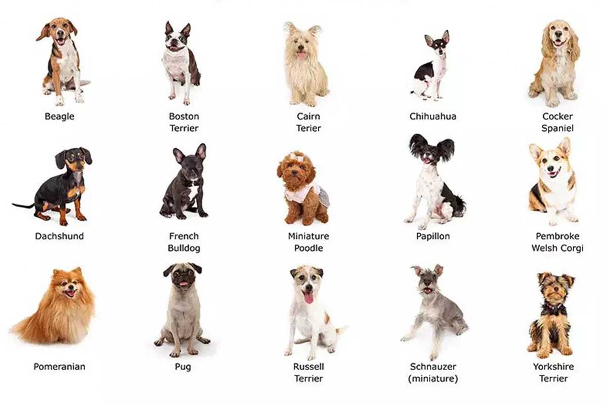 Breed