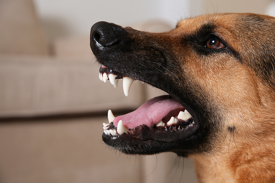 Canine