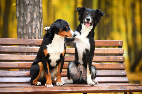 Friend