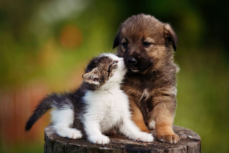 Kitten
