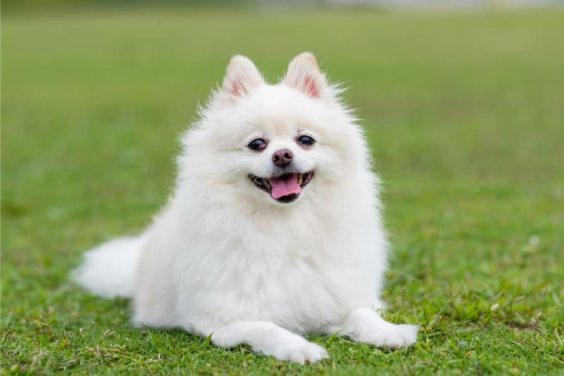 Pet
