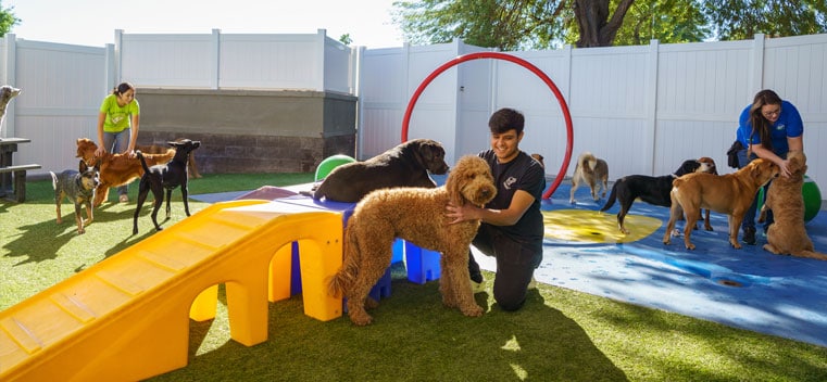 Petcare