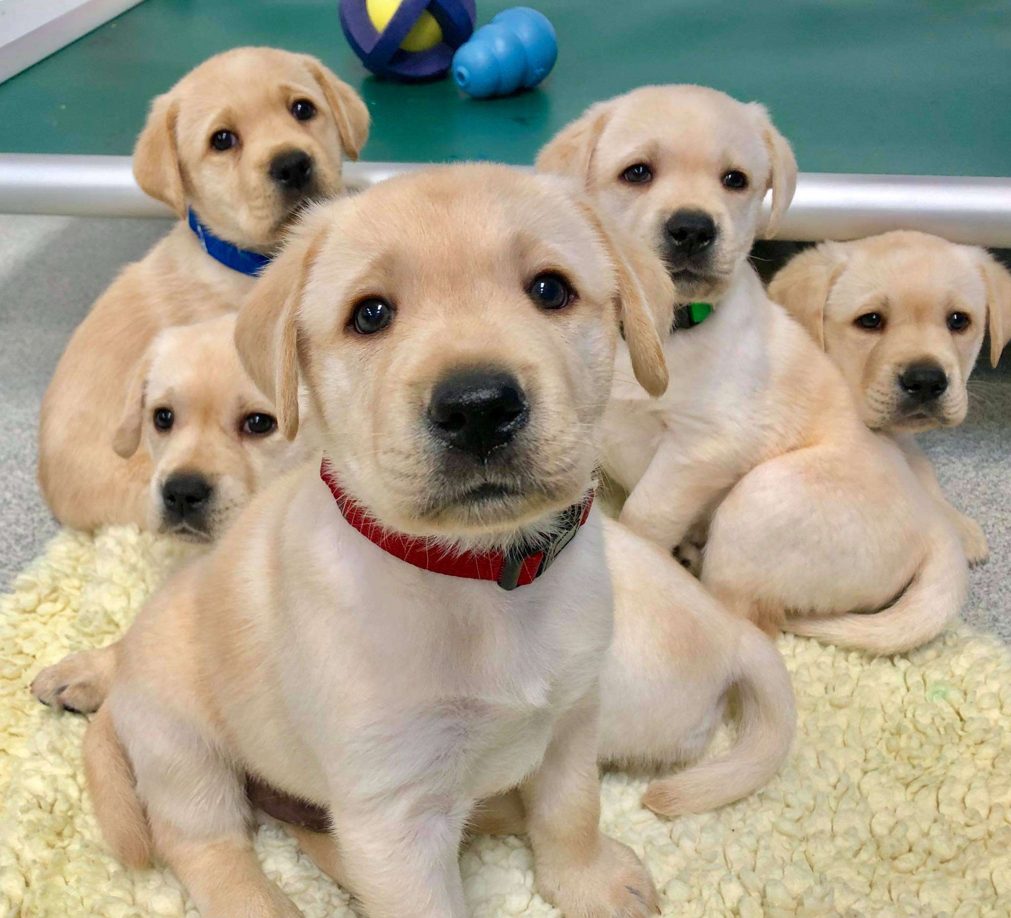 Puppy