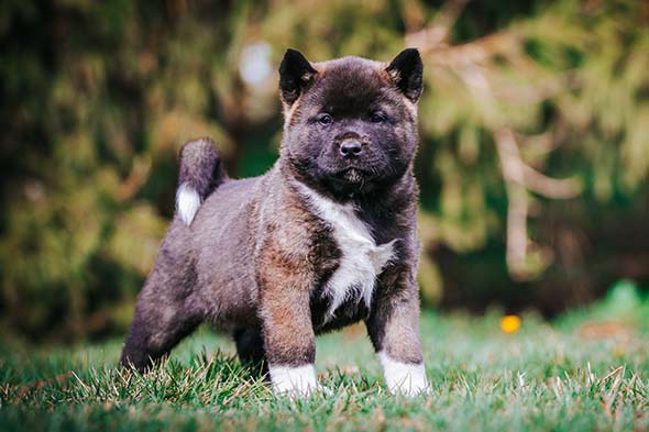 American Akita