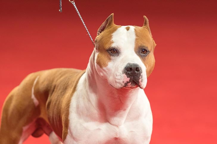 American Staffordshire Terrier