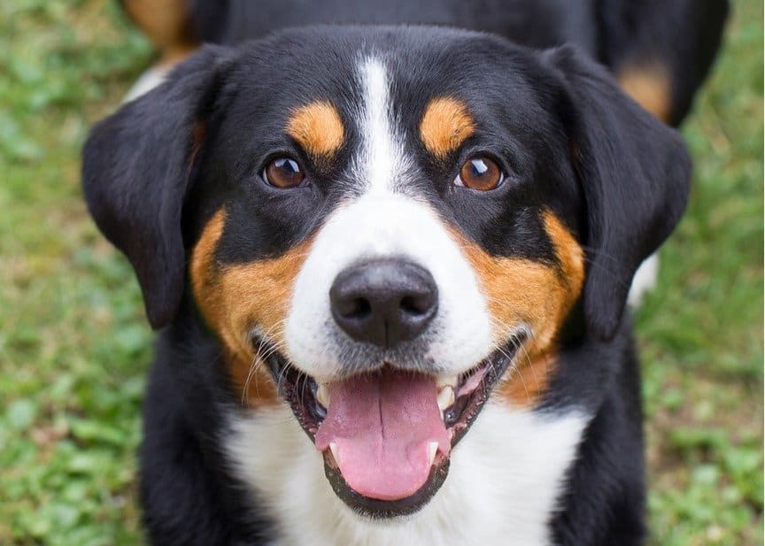 Appenzell Cattle Dog