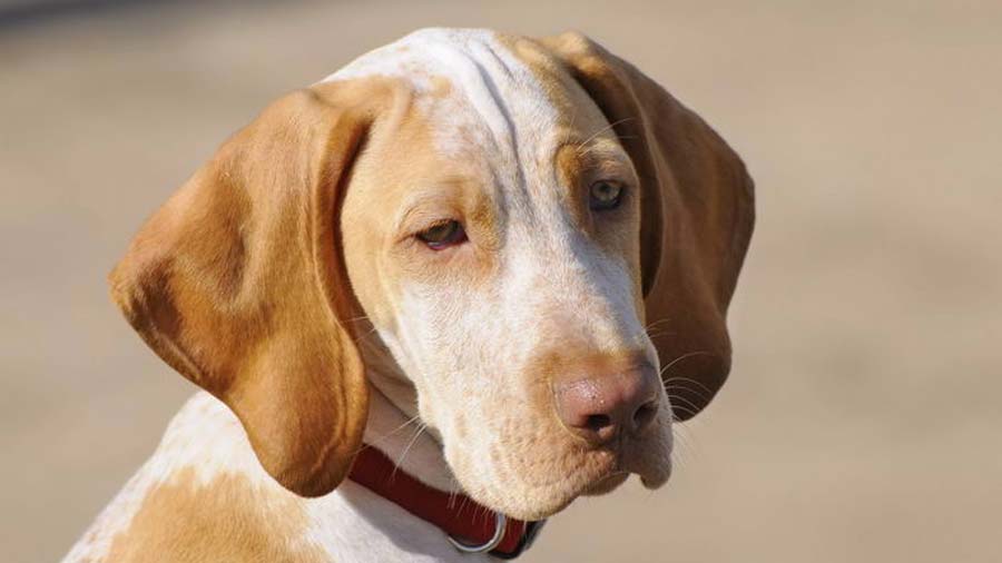 Ariege Pointing Dog