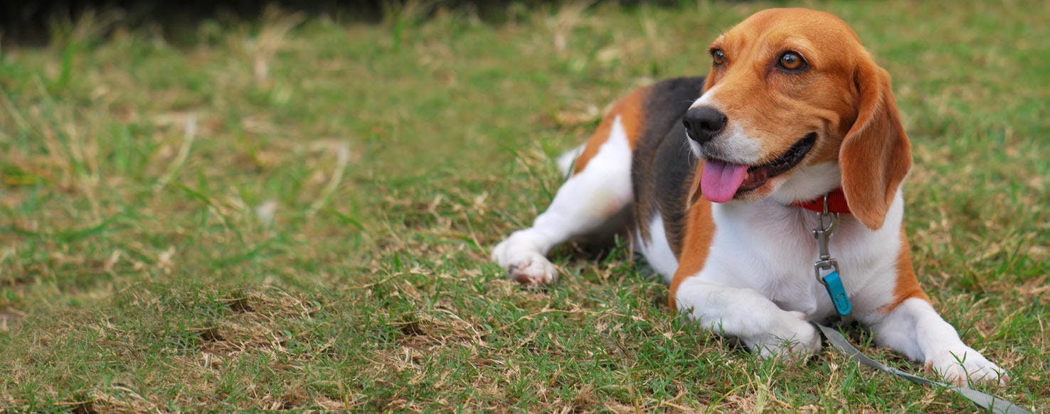 Artois Hound