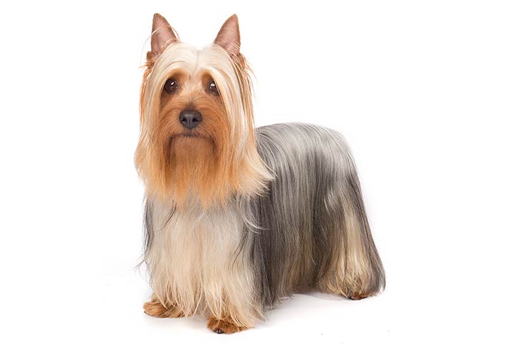 Australian Silky Terrier
