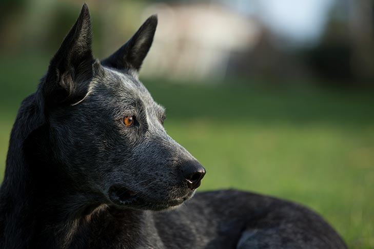 Australian Stumpy Tail Cattle Dog