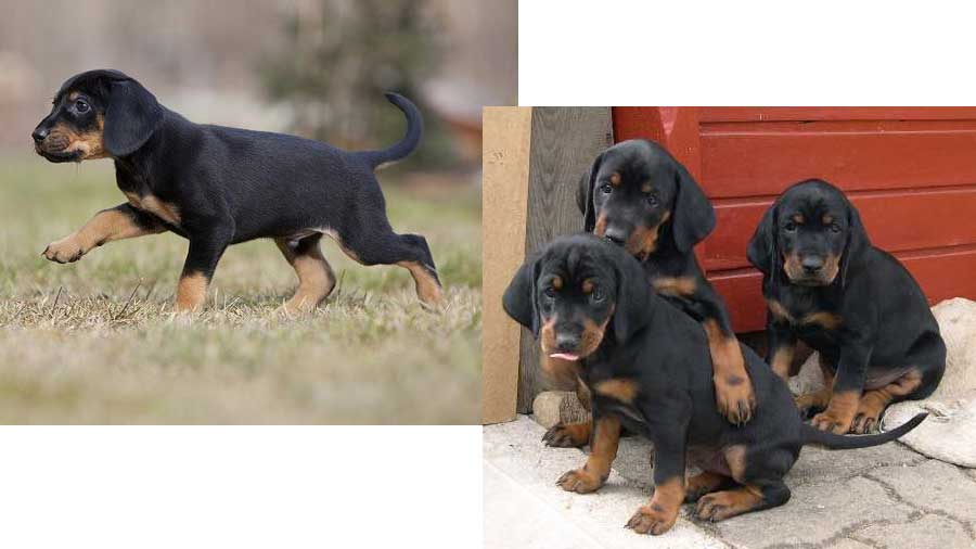 Austrian Black And Tan Hound