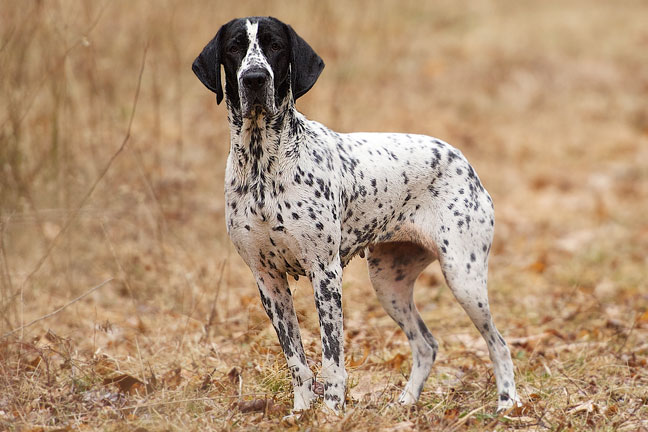 Auvergne Pointer