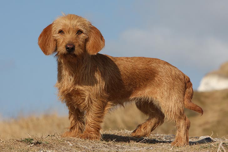 Basset Fauve De Bretagne