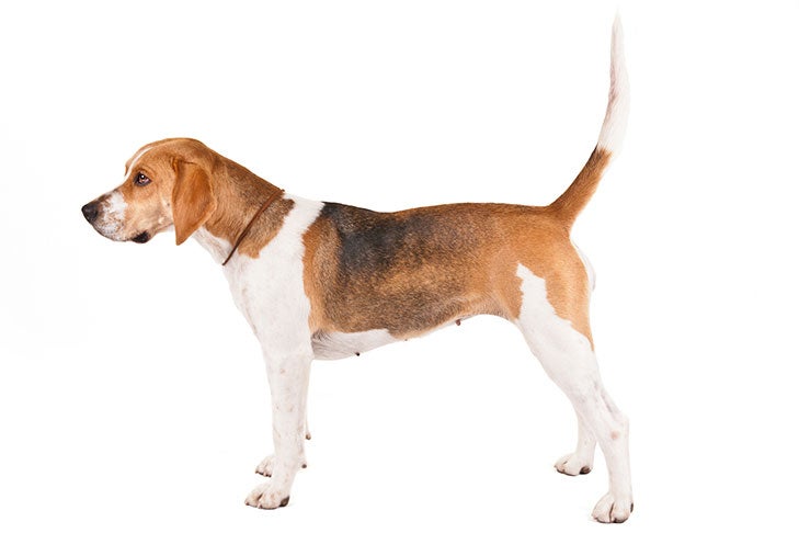 Beagle Harrier