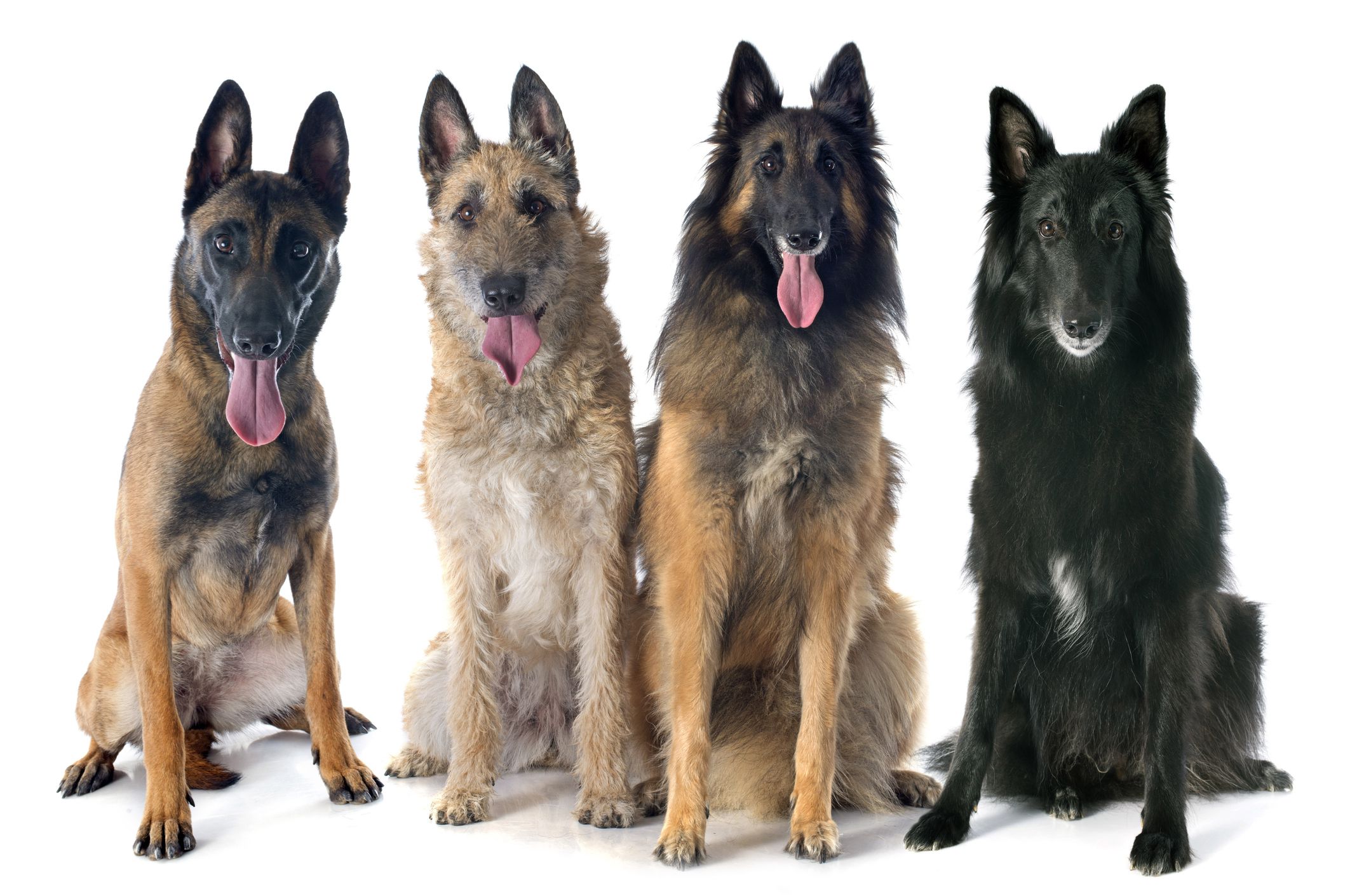 Belgian Shepherd Dog