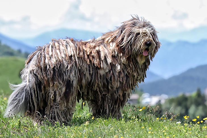 Bergamasco Shepherd Dog