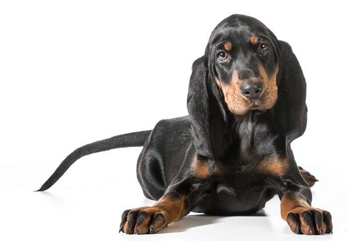 Black And Tan Coonhound