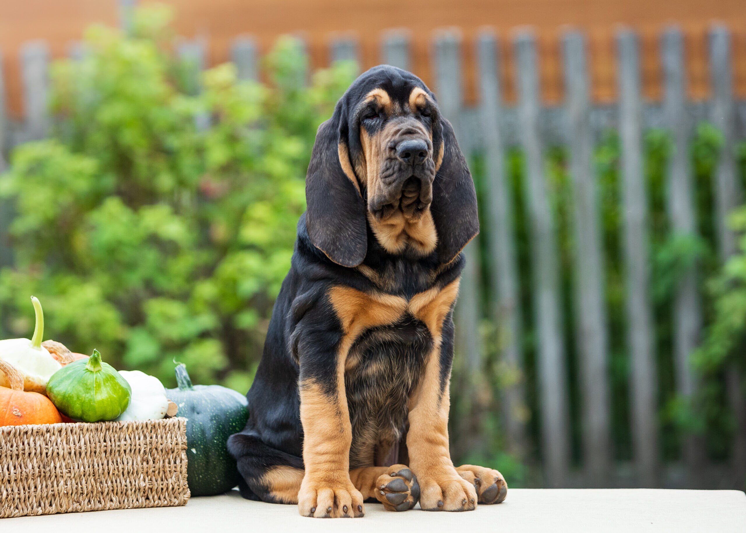 Bloodhound